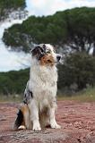 BERGER AUSTRALIEN 122